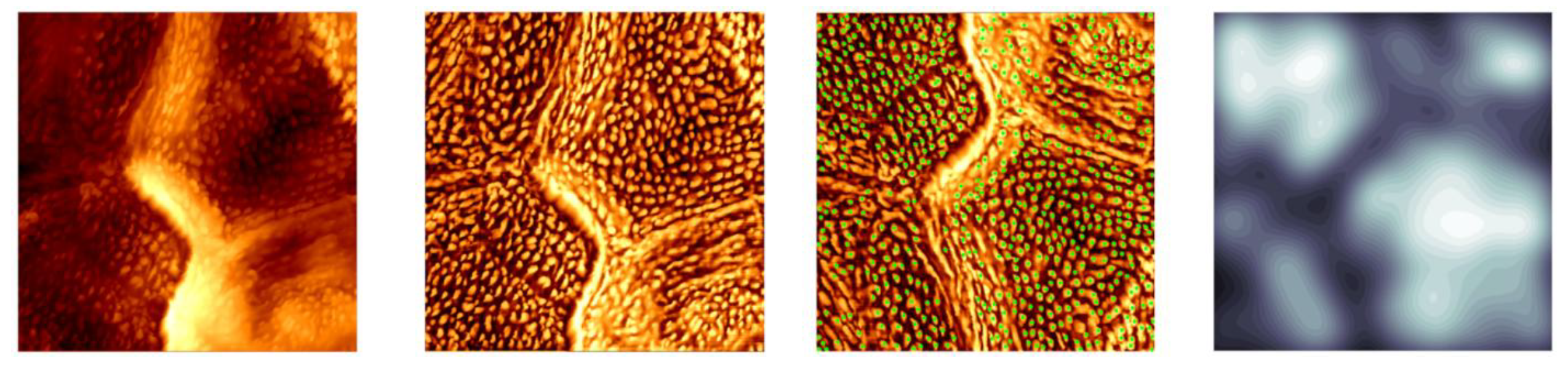 corneocyte-nanotexture-AFM-deep-learning-loretta